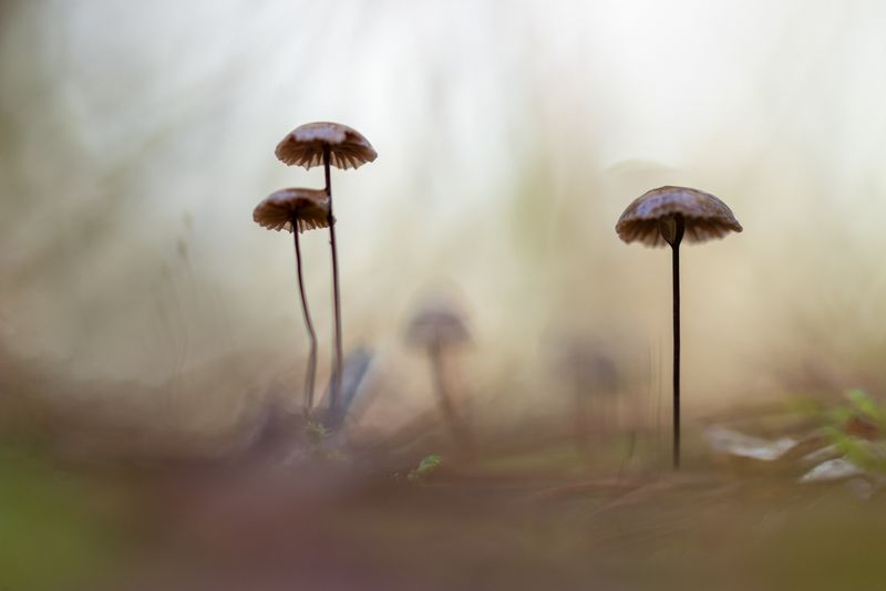 mushroom forest macro small  little mushroomsphoto preview