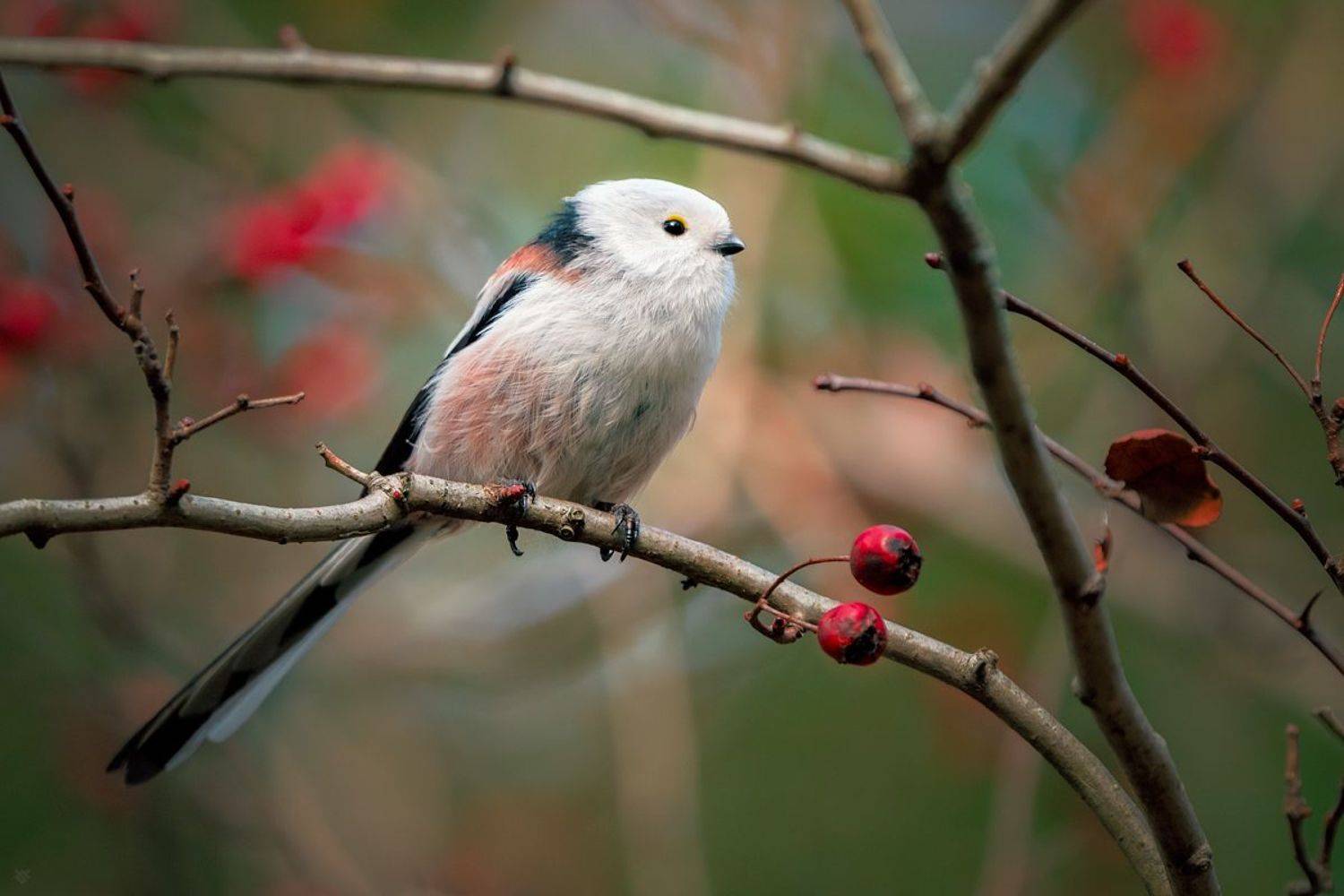 Long-tailed tit on hawthorn. Автор: Wojciech Grzanka bird, wildlife, nature, Wojciech Grzanka