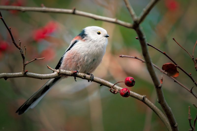 bird, wildlife, nature Long-tailed tit on hawthornphoto preview