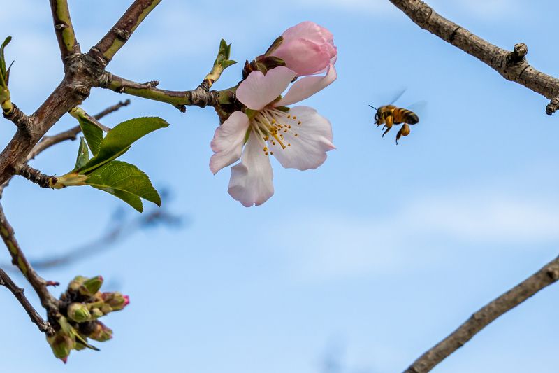 Цветущий миндаль.photo preview