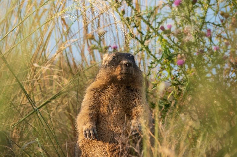 сурок, животные, млекопитающие, природа, marmot Душа степейphoto preview