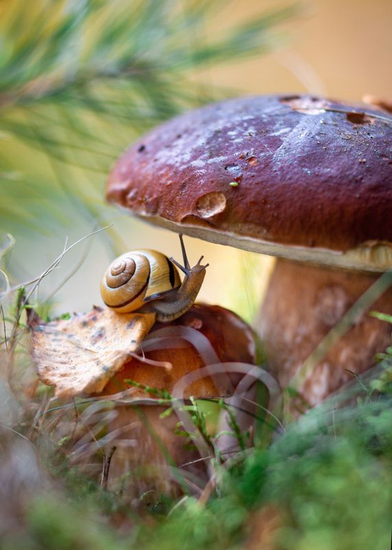 улитка,белый гриб, лес, природа,сказки осени,макро Кто в тереме живет?) фото превью