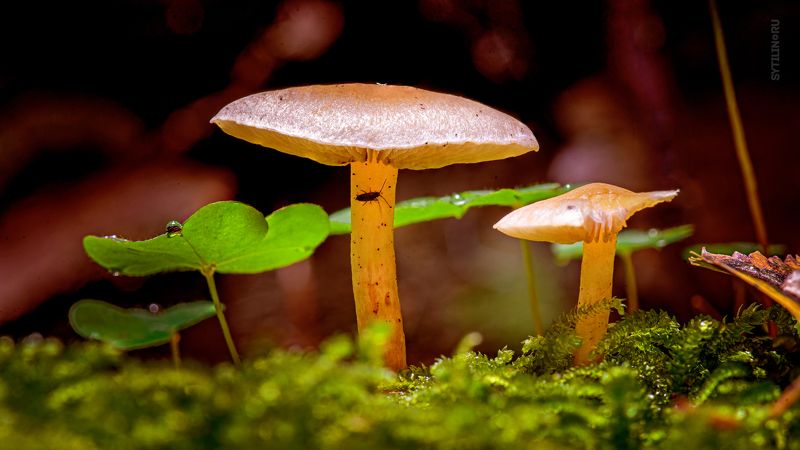 гриб, флора, тебердинский заказник, заповедник, кавказ, карачаево-черкессия, архыз, путешествие, поход, прогулка, лес, макро, туризм Грибы Тебердинского Заказника. Архыз.photo preview