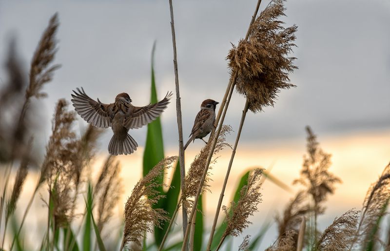 птицы, полевой воробей, солнце, полевые воробушки..photo preview