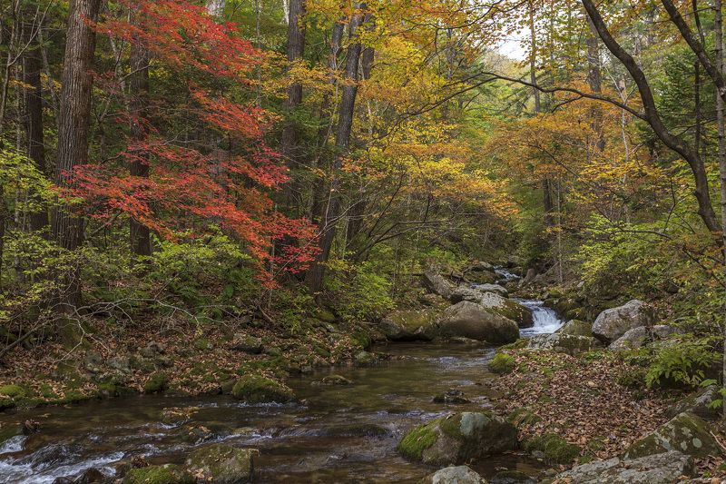 Река, Тайга, Осень photo preview