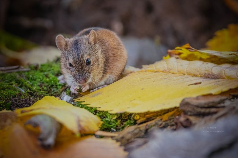 мыши, фотоохота, животные Хитрюгаphoto preview