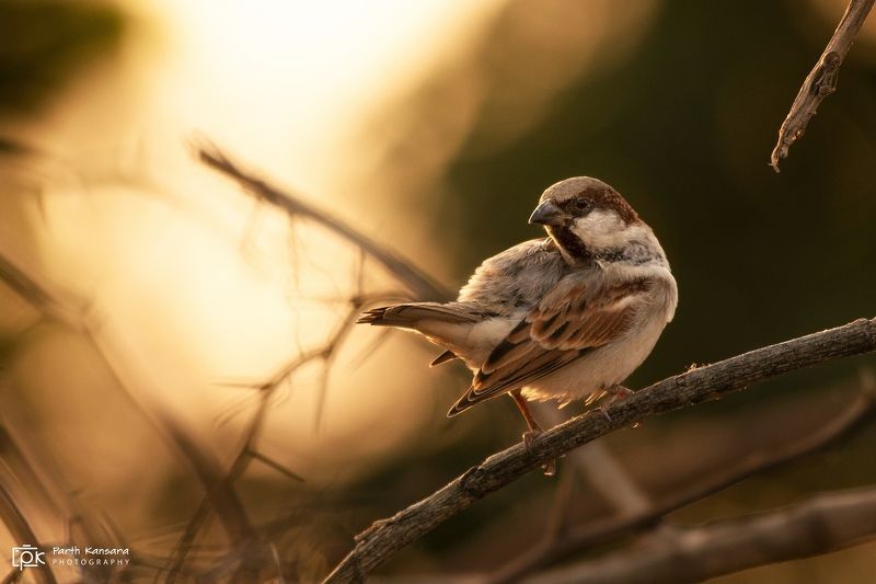 house sparrow, passer domesticus , grk, greater rann of kutch, nature, 35awards, 35photo, wildlife, birds, birds of india, parth kansara, parth kansara wildlife, indian wildlife, photo, photography, kutch, birds of kutch, nakhatrana, kutch wildlife, House Sparrow (Passer domesticus)photo preview