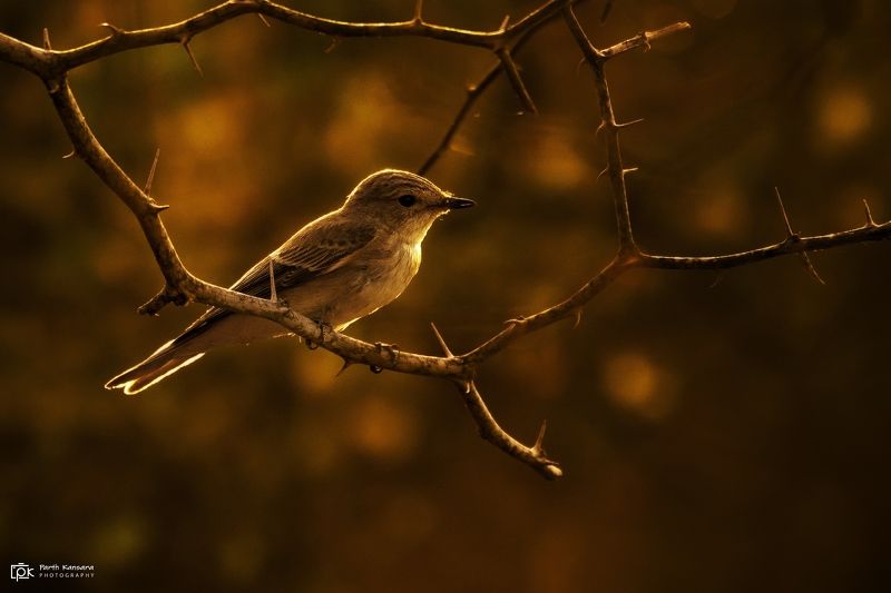 spotted flycatcher, muscicapa striata, grk, greater rann of kutch, nature, 35awards, 35photo, wildlife, birds, birds of india, parth kansara, parth kansara wildlife, indian wildlife, photo, photography, kutch, birds of kutch, nakhatrana, kutch wildlife, Spotted Flycatcher (Muscicapa striata)photo preview