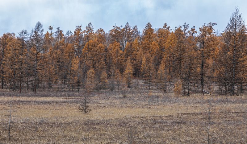 камчатка, осень, дорога, горы, вид, лиственница, золотистый, путешествие, восторг, красота осеннее путешествие в октябре этого года по Камчатским дорогам в Мильковском и Быстринском районах фото превью