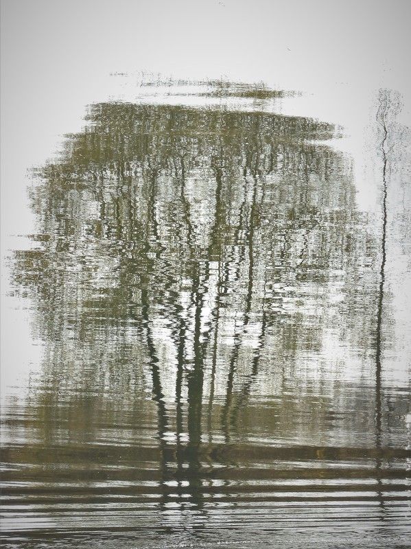 отражение,дерево,осень Деревья и волныphoto preview