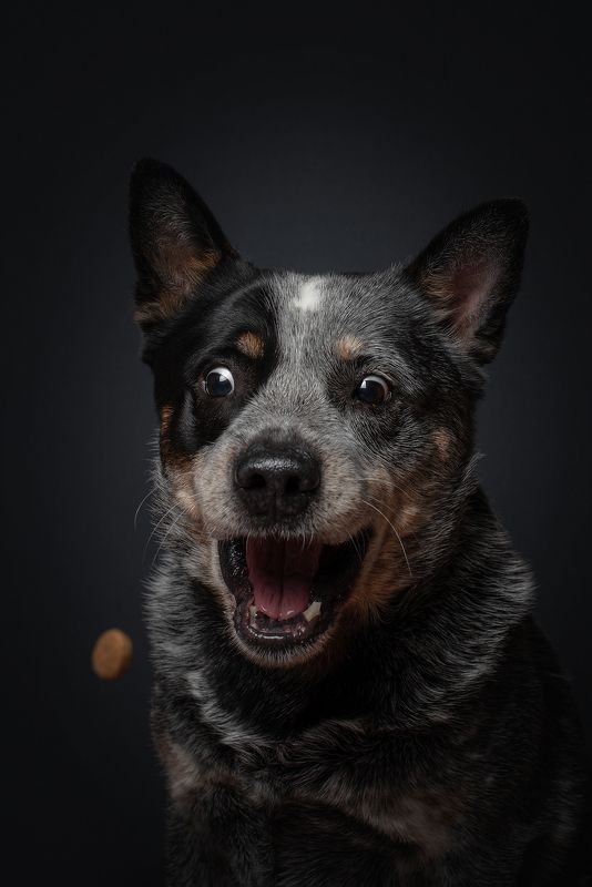 Австралийский хилерphoto preview