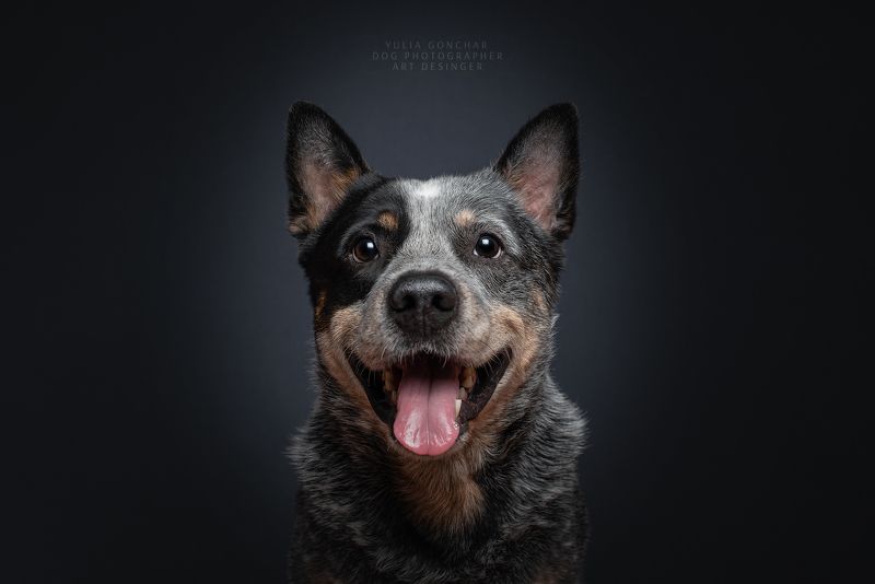 Собака - улыбакаphoto preview