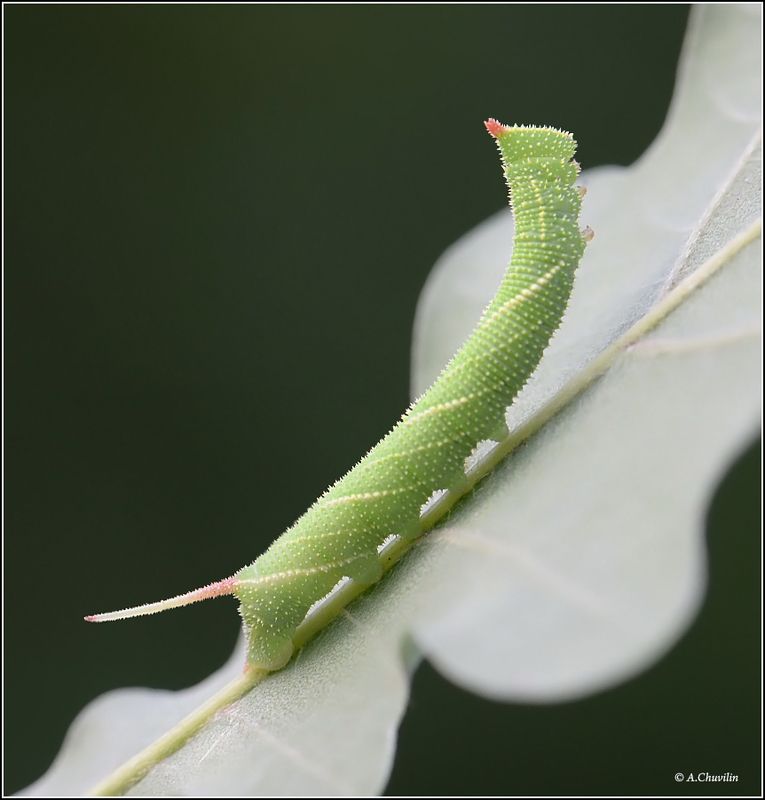 гусеница,молодая,бражник,дубовый Гуса молодая ) фото превью