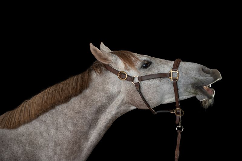 horse; equestrian; equine; domestic; portrait Smilephoto preview