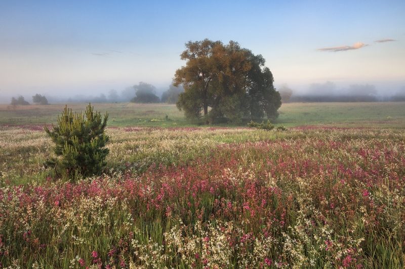 2019, россия, калужская область, пейзаж, утро, лето, поле, деревья, туман, цветы, трава ***photo preview