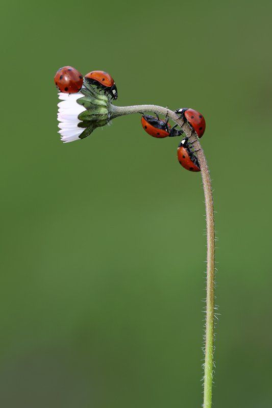 ladybugsphoto preview