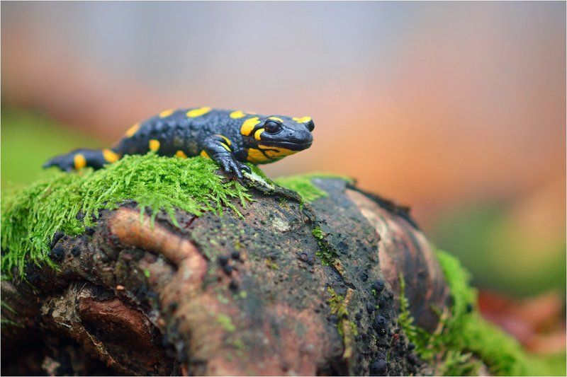 о_О фото превью