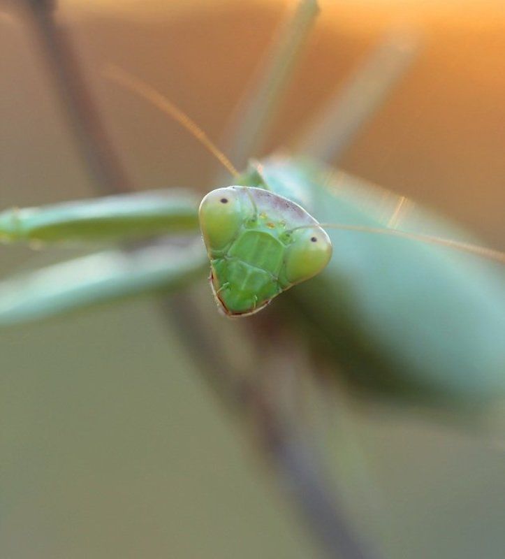 Портретphoto preview