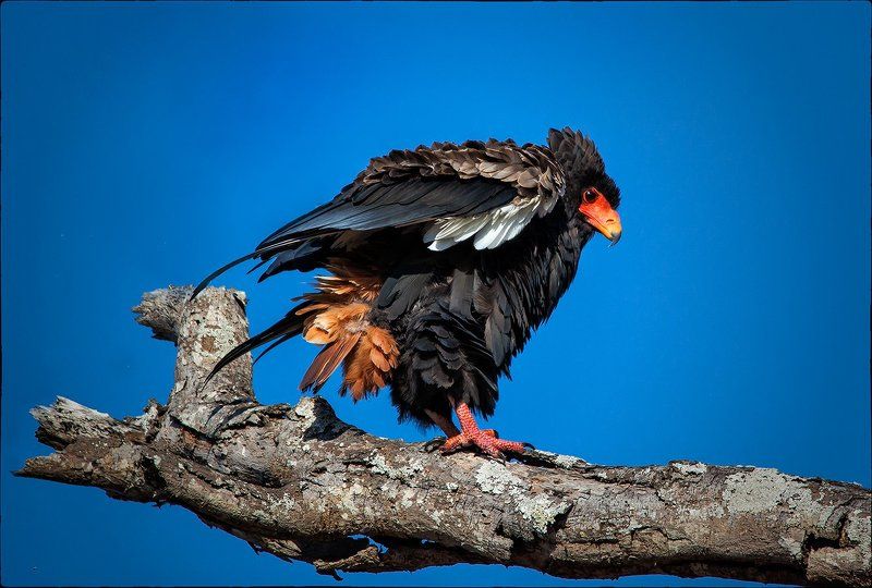 Предвзлетная проверка закрылковphoto preview