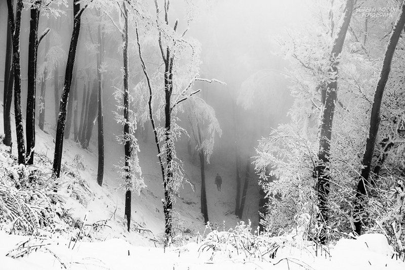 Forest, Mist, Nature, Silhouette, Winter Entering to the mistphoto preview