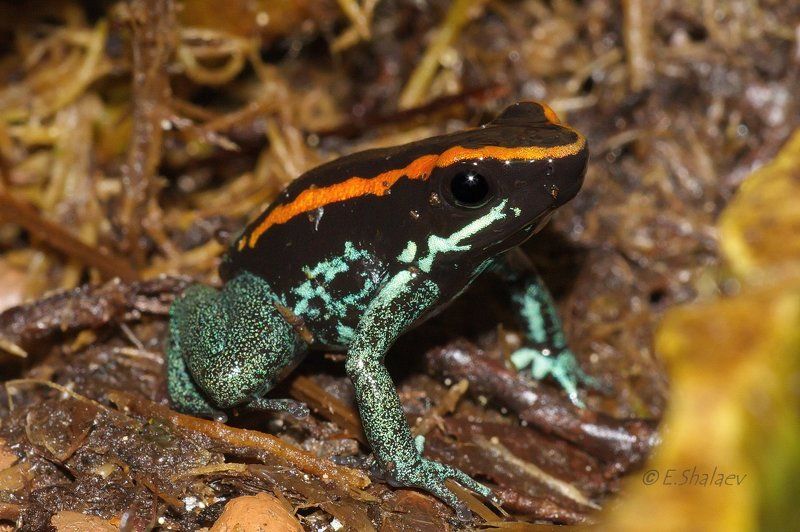 Frog, Golfodulcean poison frog, Phyllobates vittatus, Амфибии, Листолаз, Лягушка, Полосатый листолаз Golfodulcean poison frog ,Полосатый листолаз - Phyllobates vittatusphoto preview