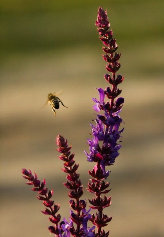 Пока, папарацциphoto preview