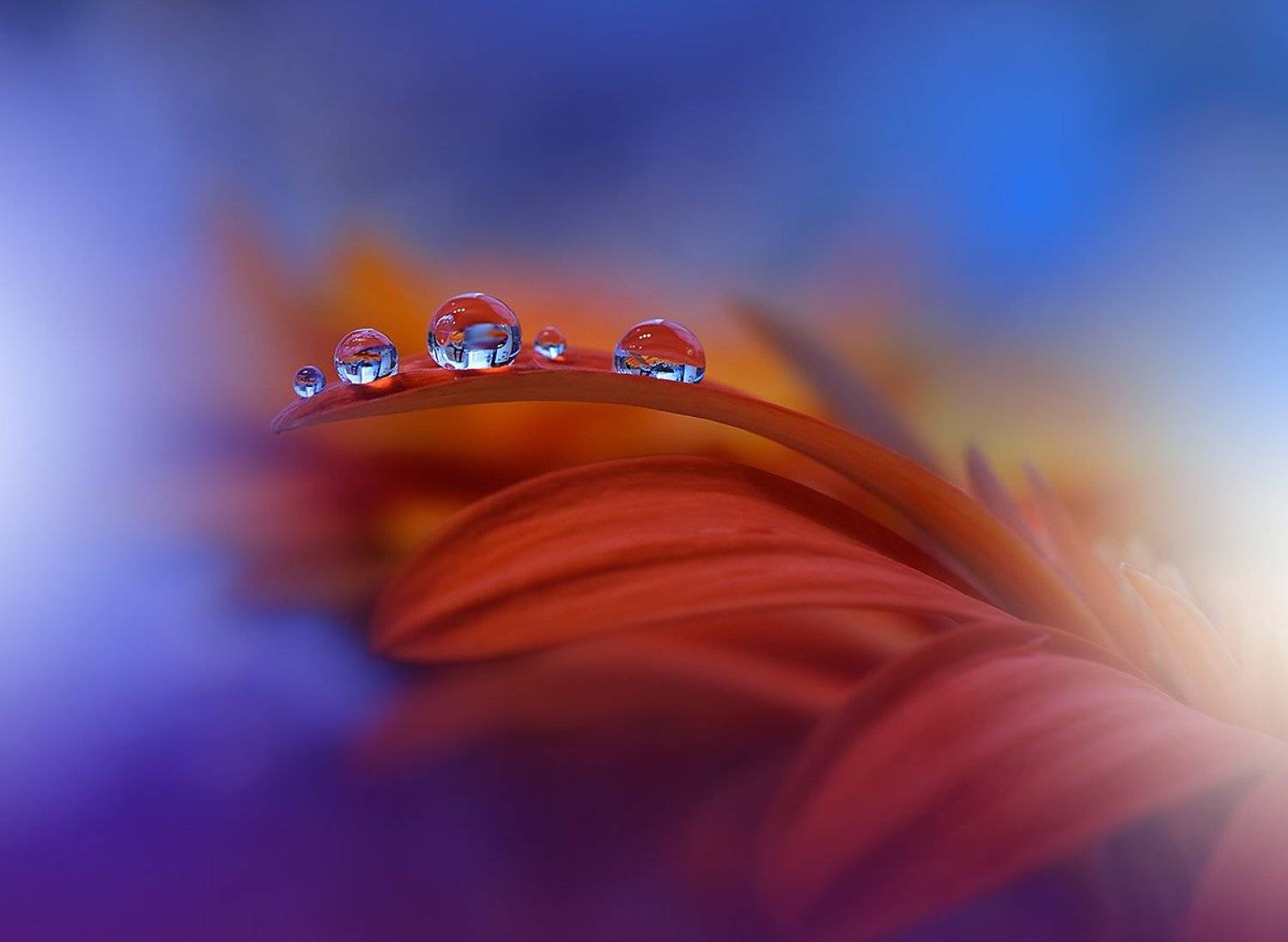 ~*~*~*~. Автор: Juliana Nan , Juliana Nan