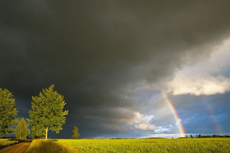 После дождяphoto preview