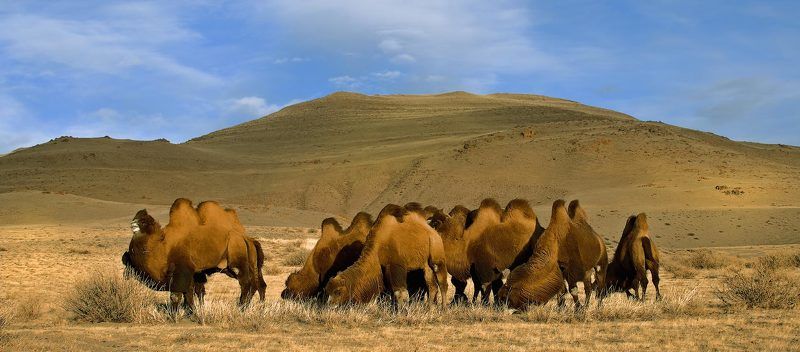 Animals, Camel, Camelidae, Camelus bactrianus, Central Asia region, Desert, Mountain pass, Russland, Tiere, Zentralasien, Бактрианы, Верблюды, Горный алтай, Животные, Зима, Пустыня, Чуйская степь Прогулка с бактрианами - 2photo preview