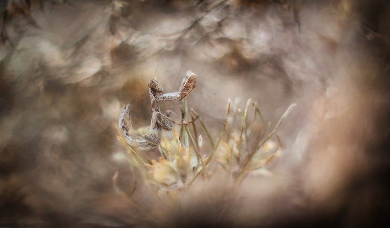 Сумерки.photo preview