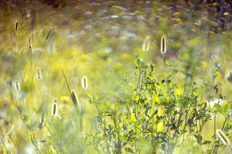 Боке, Гелиос, Лето, Травы Summer impressionphoto preview