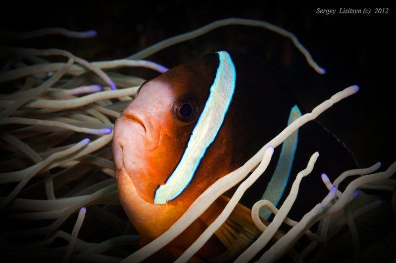 Любопытныйphoto preview