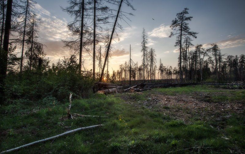 Жил-был лесphoto preview