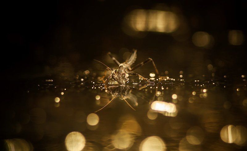 Солнечный удар.photo preview