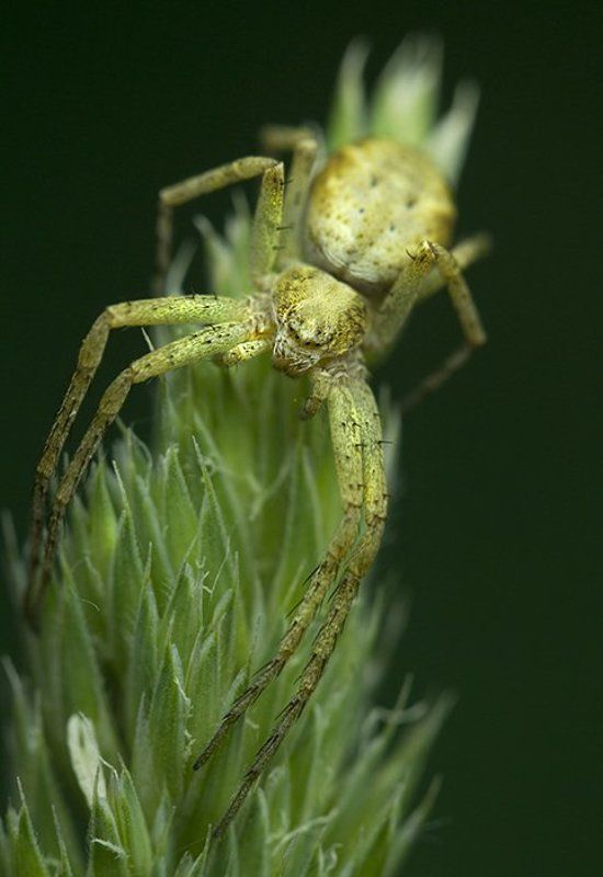 Моя арахнофобияphoto preview