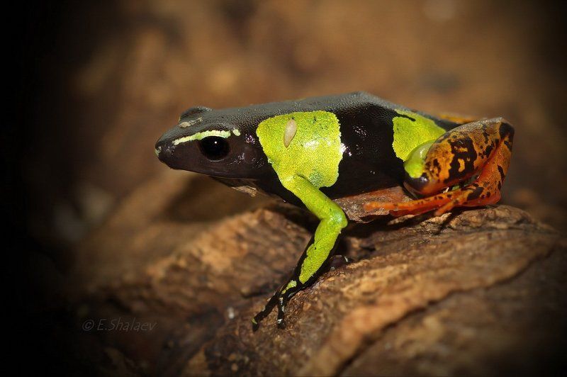 Madagascar poison frog ,Мантелла Барона - Mantella baroniphoto preview