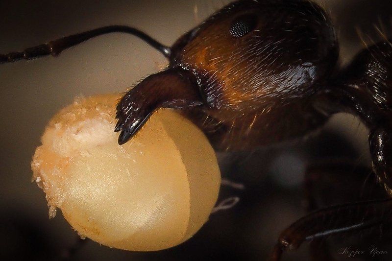 Склады в муравейникеphoto preview