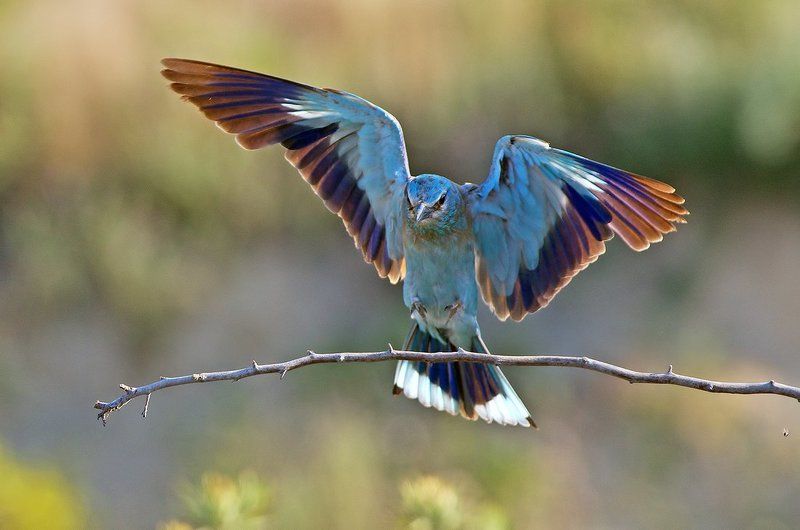 Сизоворонкаphoto preview