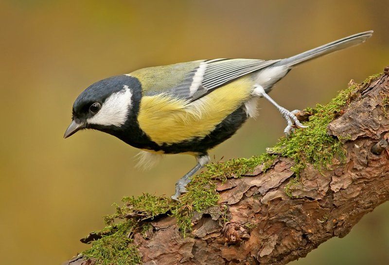 Синица.photo preview