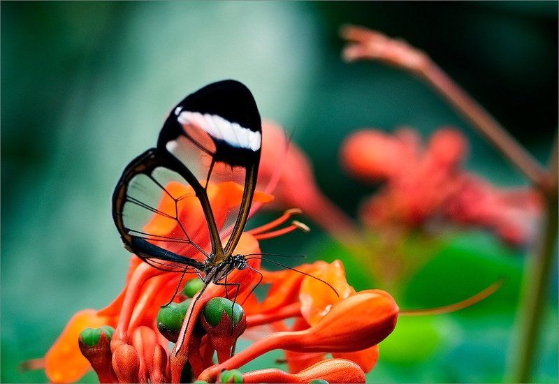 Стеклокрылкаphoto preview