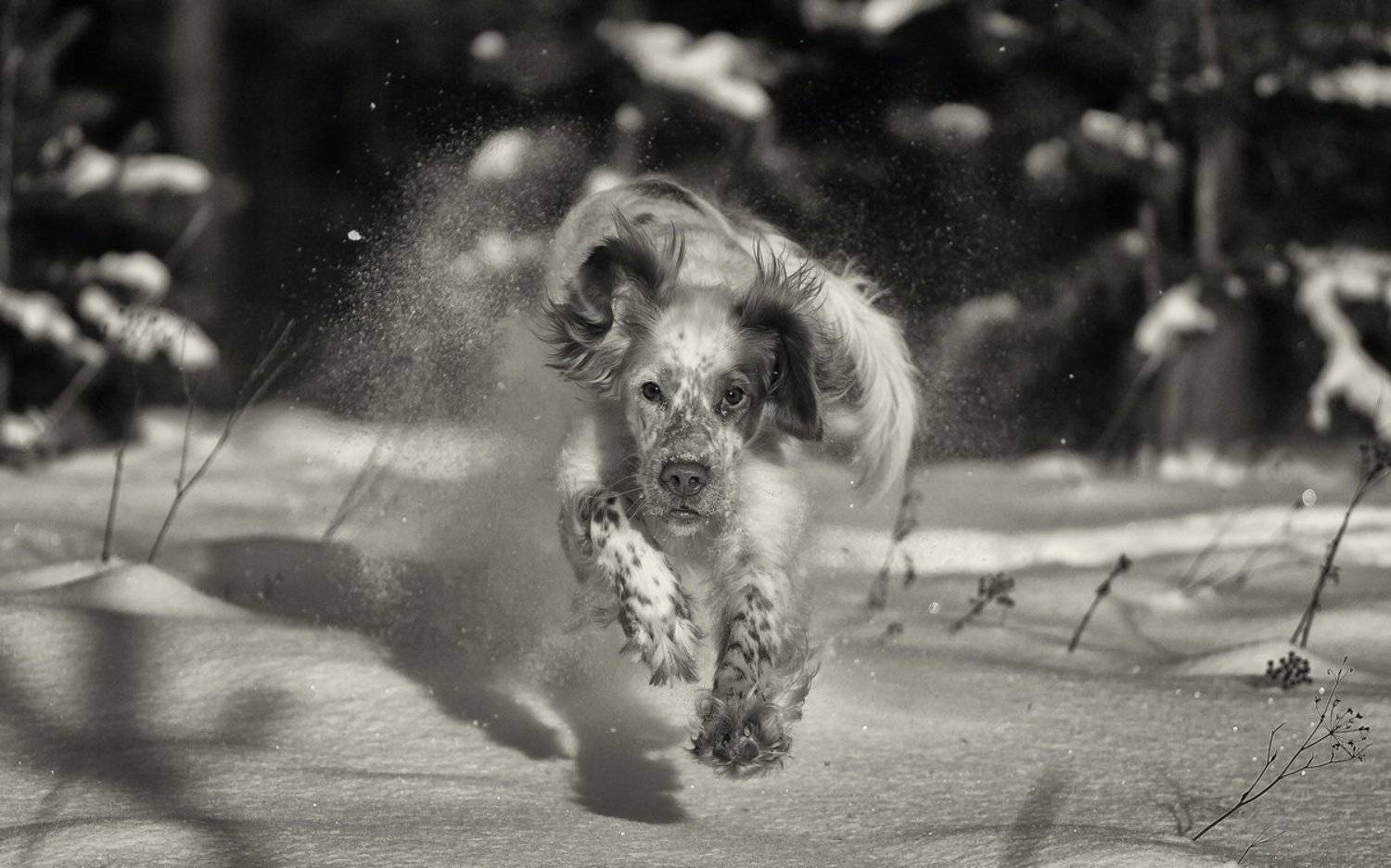 Зимние забавы. Автор: Александр Чибиркин Английский сеттер, Движение, Зима, Прогулки с собакой, Саров, Снег, Собака в движении, Фотограф, Александр Чибиркин