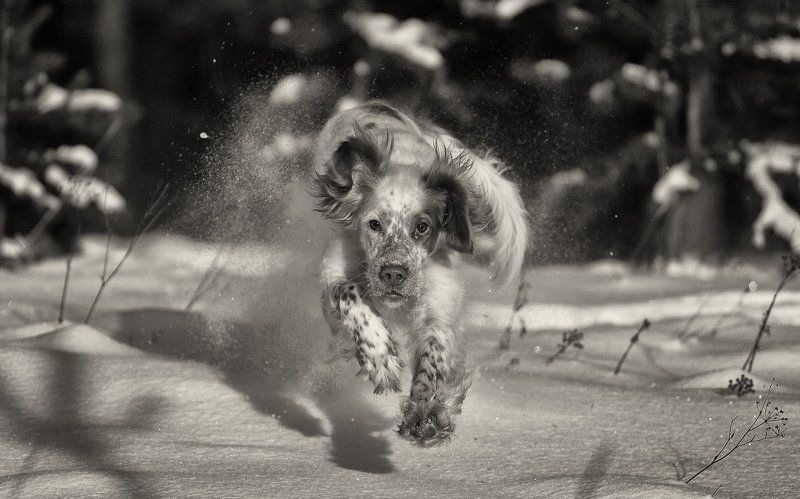 Английский сеттер, Движение, Зима, Прогулки с собакой, Саров, Снег, Собака в движении, Фотограф Зимние забавыphoto preview