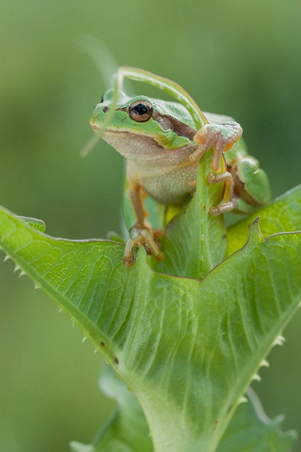 Царевна лягушка. Автор: Роман Рысь , Роман Рысь