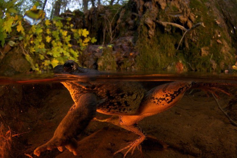 поговорим о лягушках!photo preview