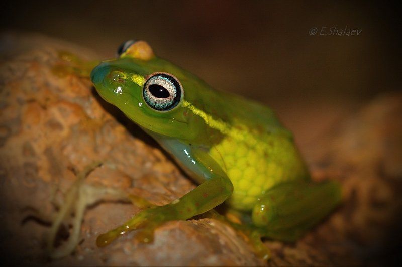 Boophis rappiodes, Central Bright-eyed Frog, Frog, Амфибии, Боофис, Веслоног, Красно-жёлтый веслоног, Лягушка Central Bright-eyed Frog , Красно-жёлтый веслоног - Boophis rappiodesphoto preview