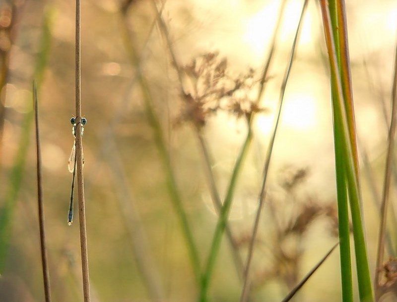 Еще несостоявшаяся модельphoto preview