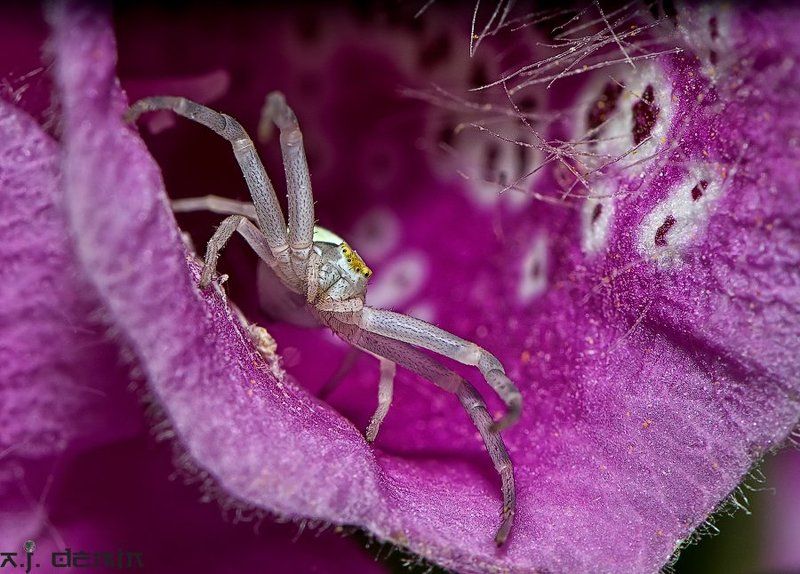 Хозяин цветка.photo preview