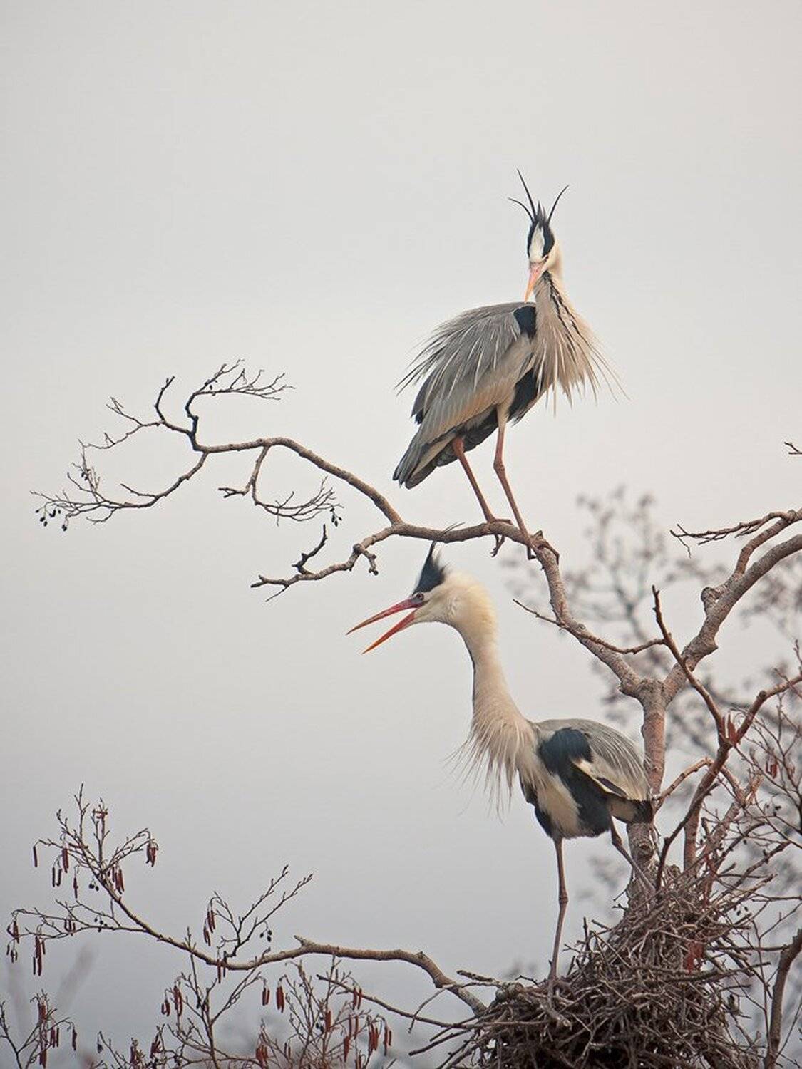 Весенние хлопоты.. Автор: Юрий Сорокин , Юрий Сорокин