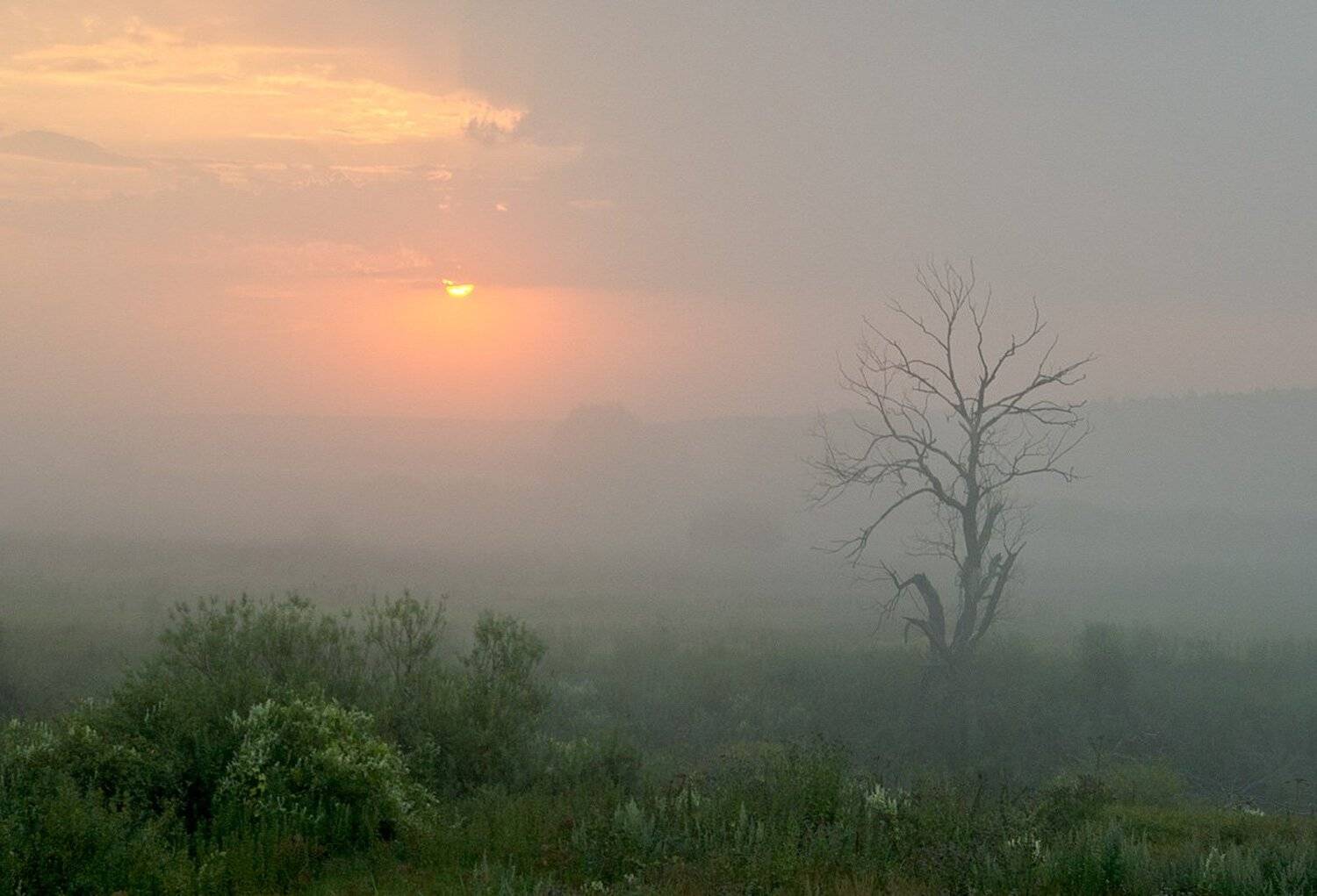 Дерево сухое тихо спит в тумане. Солнышко играет в прятки с облаками. Автор: Михаил Агеев , Михаил Агеев