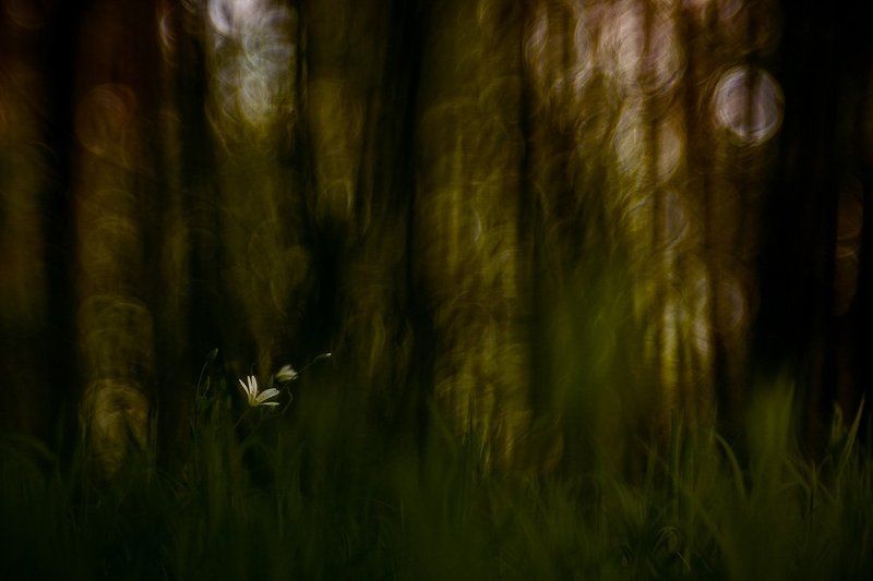 Макрокласс Немного крупным планомphoto preview